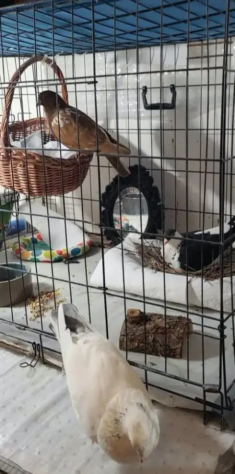 Oreo W/ Cocoa photo 3