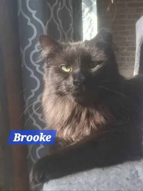 Zz Brooke ~ Courtesy