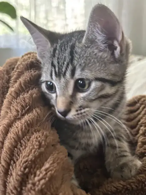 Kitten Sweet Syd photo 2