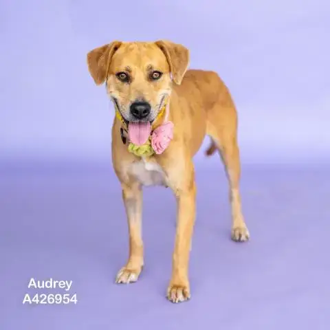 Audrey