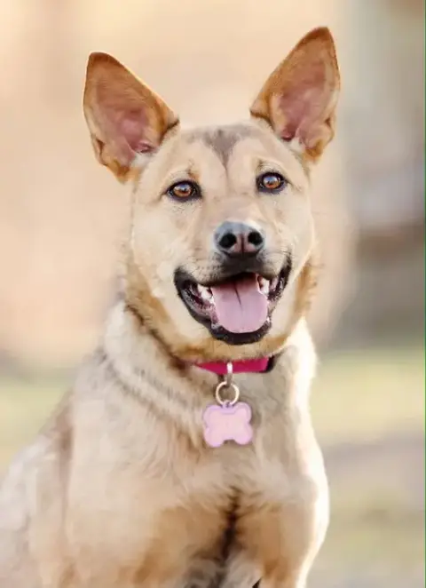 Hazel