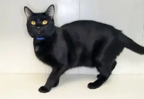 Tahalla photo 4