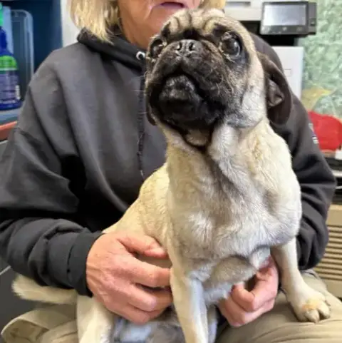Pugsley: Not At Shelter photo 2