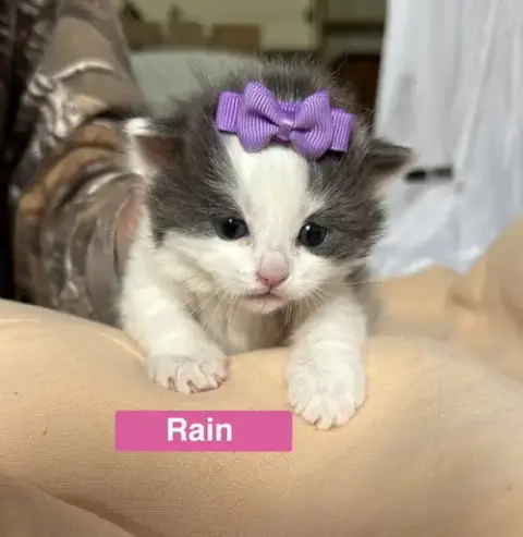 Rain