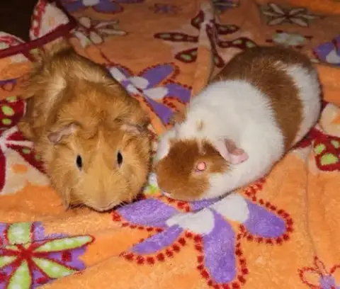 Pumpkin & Tweety