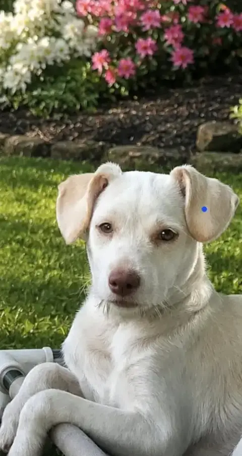 Minnie