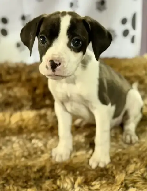 Felix