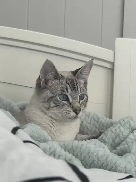 Kitt