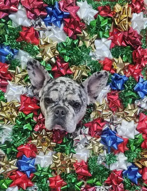 Pepper Fh photo 2