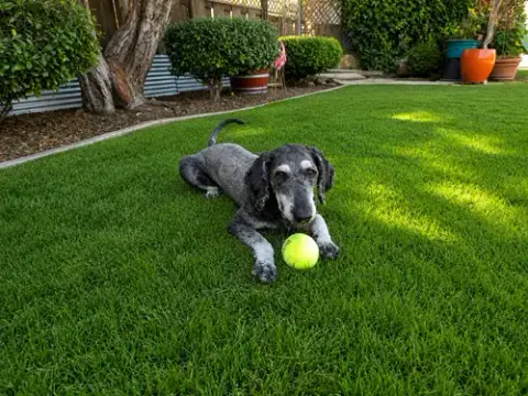 Charlie photo 4