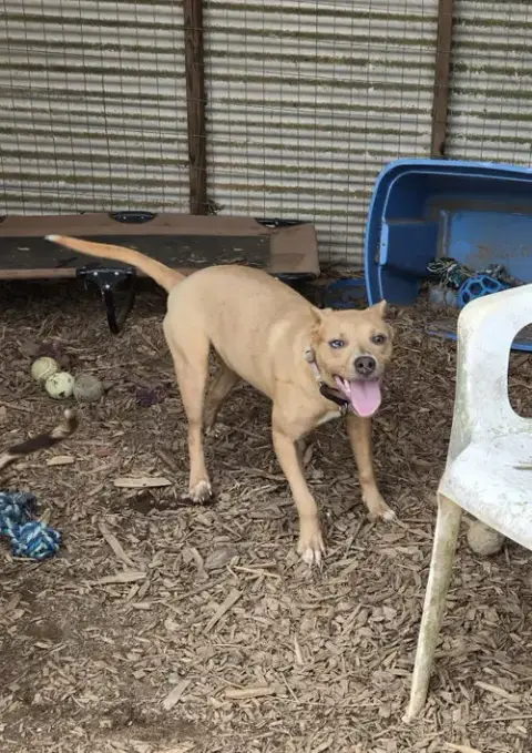 Tiana: At Shelter photo 2