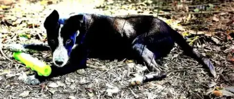 Sparky photo 5
