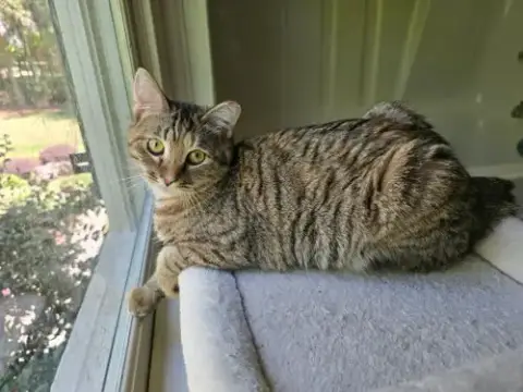 Laurel photo 3