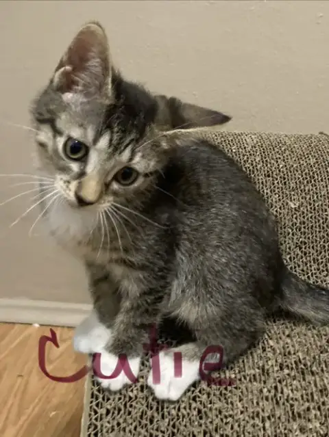 Cutie