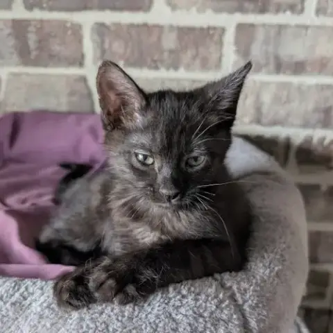 Kael