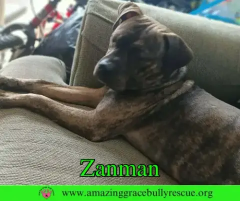 Zanman