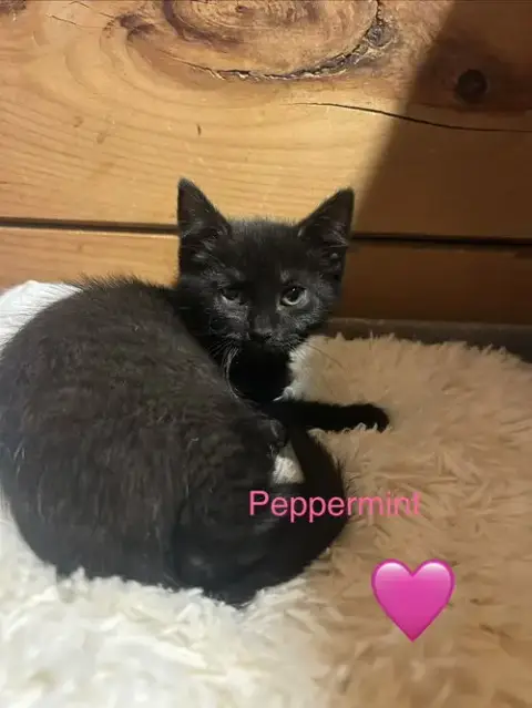 8 Kittens photo 3
