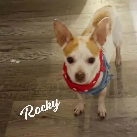 Rocky #Pocket-Pooch