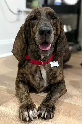 Tiger Aka Reese
