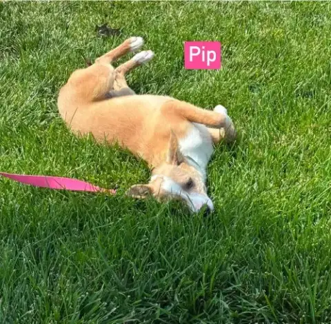 Lh Pip photo 2