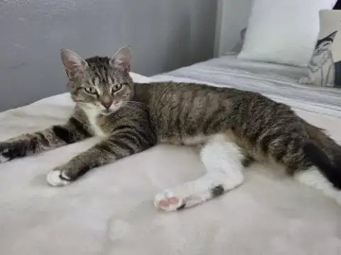 Frannie