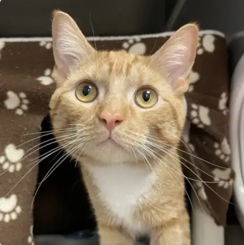Ronald Meowsley