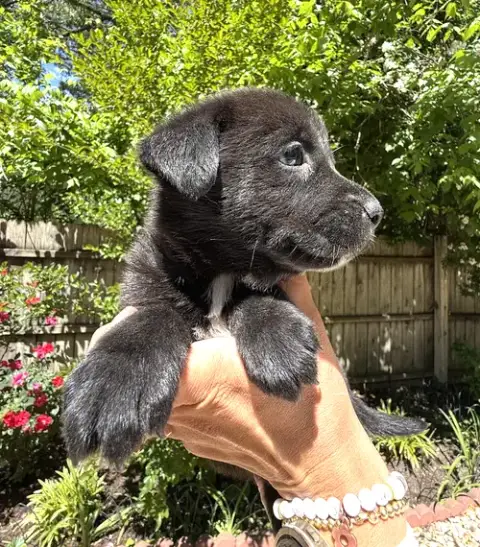 Momma Iris' Litter: Abigail photo 2