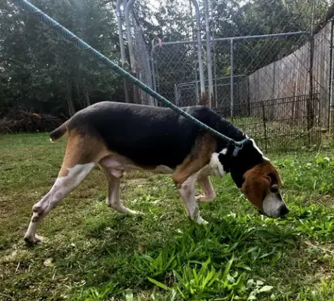 Rocko photo 2