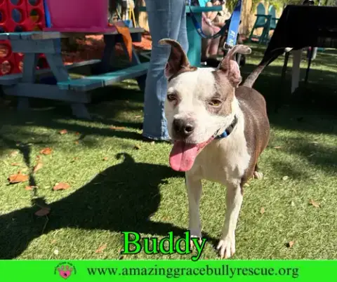 Buddy photo 3