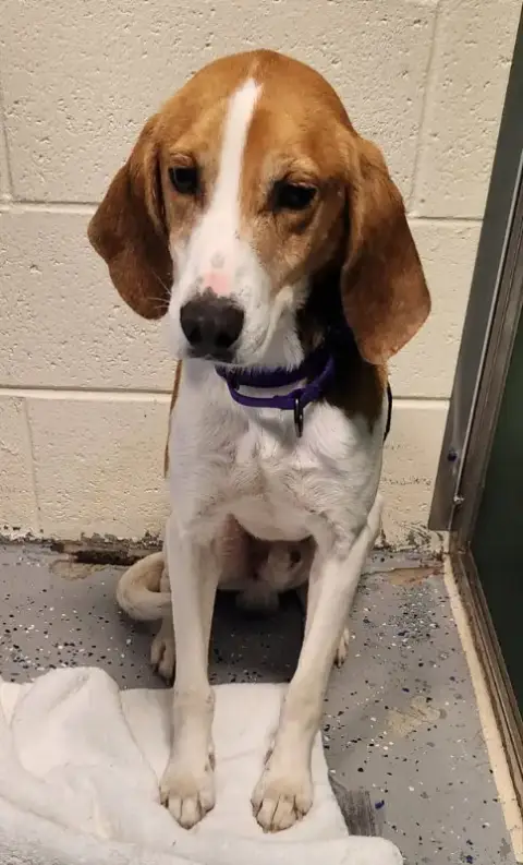 Taylor *Adopt* photo 5