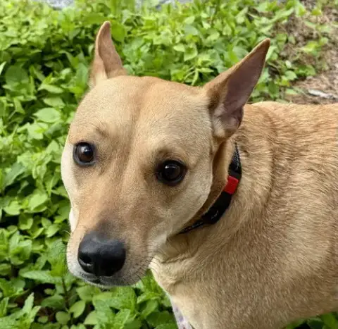 Sadie