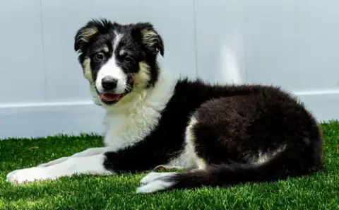 Puppy Grace Under Fire photo 3