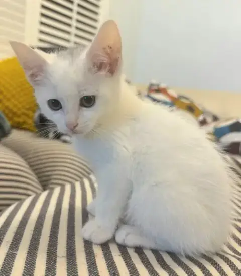 Marshmallow