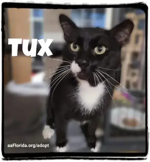 Fiji Tux photo 4