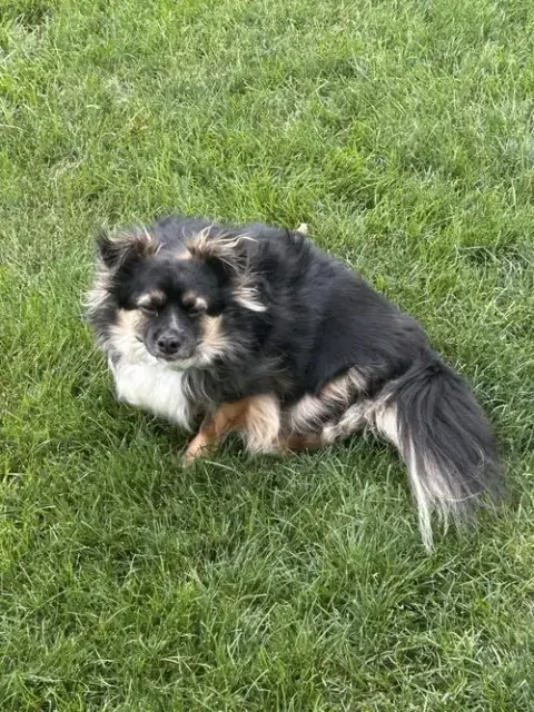 Benji *Fta* photo 4