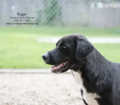 Ruger photo 4
