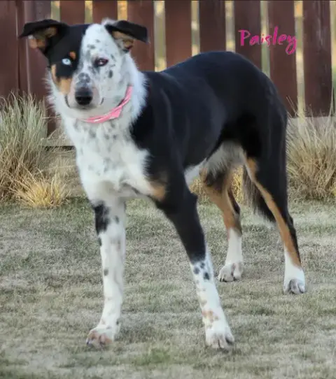 Paisley In Tx