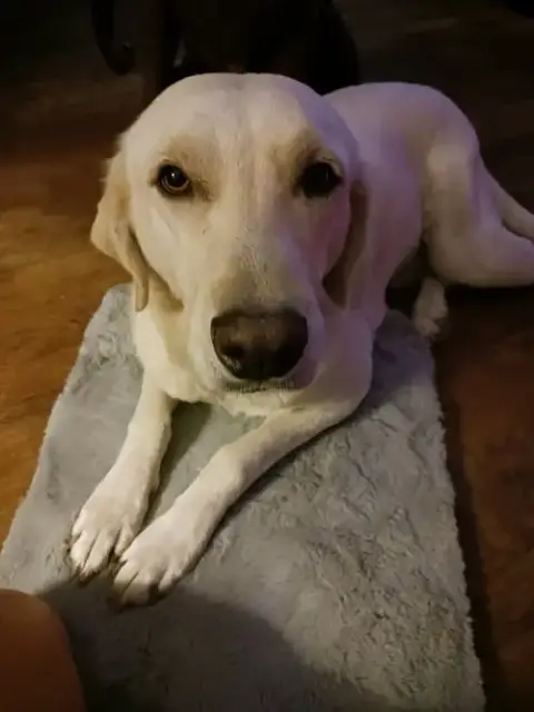 Piper