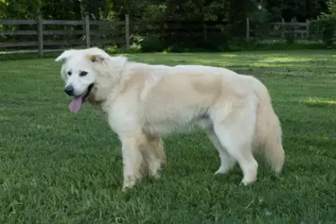 Jack Junior photo 3