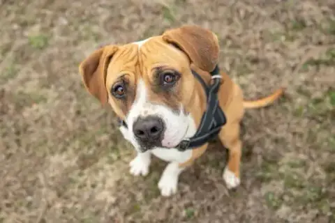 Winnie Boxer photo 4