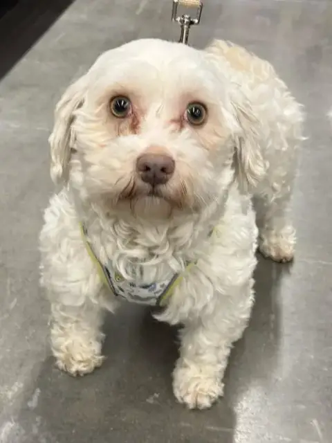 Fluff