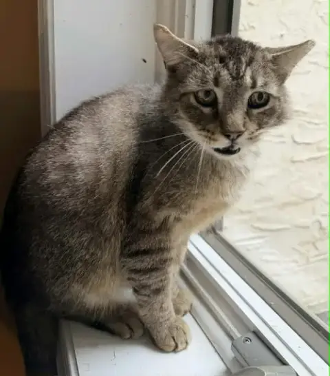 Fluffy Bob photo 3
