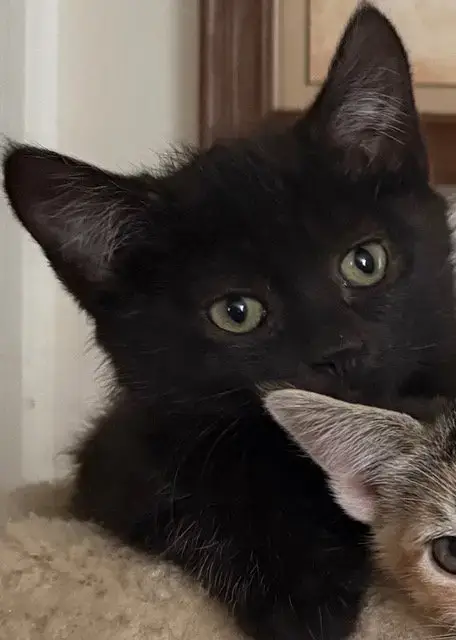 Raven Kitten