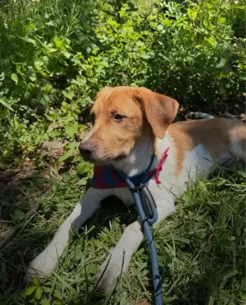 Puppy Milo photo 2