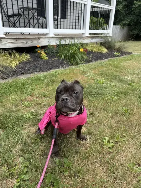 Gertie