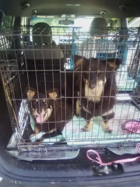 Sheltie Squad photo 2