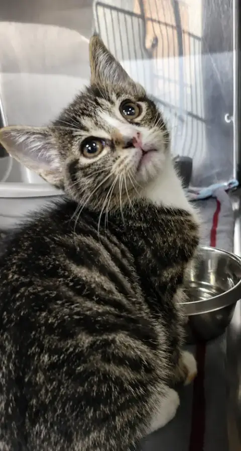 Kitten Bolo photo 2