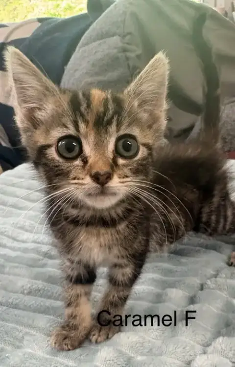 Caramel