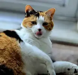 Kitty Marble
