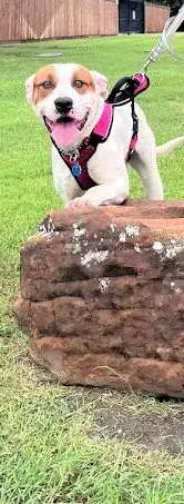 Hank